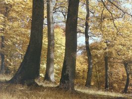 Ліс